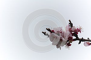 Almond Tree Flowers in a Cloudy Day