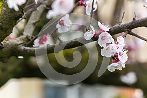 Almond Tree Flowers in a Cloudy Day