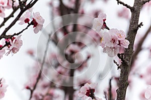 Almond Tree Flowers in a Cloudy Day