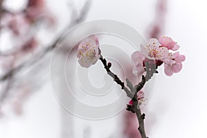 Almond Tree Flowers in a Cloudy Day