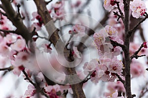 Almond Tree Flowers in a Cloudy Day