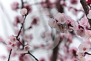 Almond Tree Flowers in a Cloudy Day