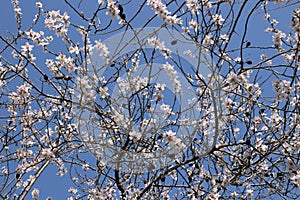 Almond tree with flowers february