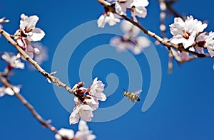 Almond tree and flying bee