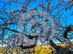 Almond tree in full bloom