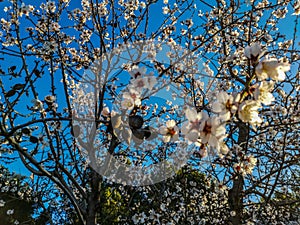 Almond tree in full bloom