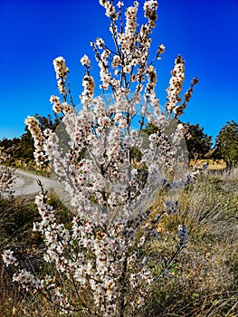 Almond tree in full bloom