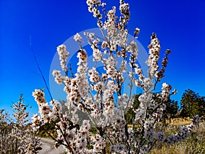 Almond tree in full bloom