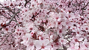 Almond tree in full bloom