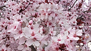 Almond tree in full bloom