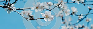 almond tree in full bloom, banner format