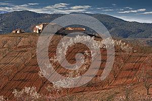 Almond Tree