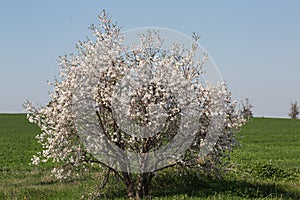 Almond tree in a green field