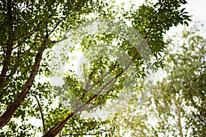 Almond tree with green leaves grow in summer. Closeup branches in white sunny sky background