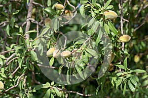 Almond tree with green leaves and nuts