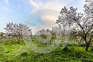 Almond tree grove at sunset