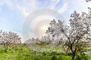 Almond tree grove with sunset picturesque sky