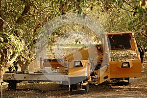 Almond tree at the harvest time photo