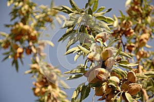 Almond tree at the harvest time