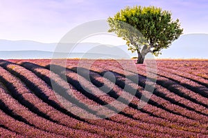 Almond tree in lavender field in Provence during warm summer sunset light