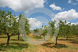 Almond tree orchard