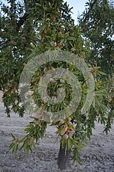 Almond tree in an orchard, covered in almonds