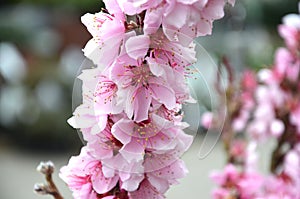 almond tree, pink bloom, almond tree in spring