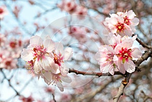 Almond tree pink flowers.
