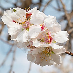 Almond tree pink flowers.