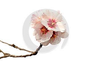 Almond tree pink flowers