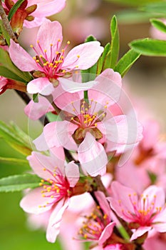 The almond tree Prunus dulcis blooming