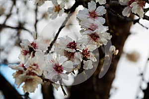 Almond tree prunus dulcis in the morning in alicante spain