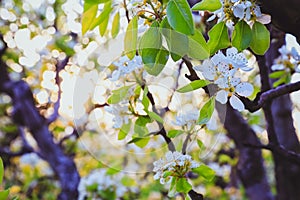 Almond tree at spring, fresh white flowers on the branch of fruit tree