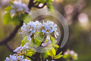 Almond tree at spring, fresh white flowers on the branch of fruit tree