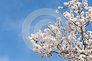 Almond tree springtime blooming of white flowers over blue sky