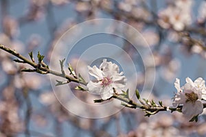 Almond tree springtime blossom detail photo