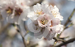 Almond tree springtime flowers detail photo