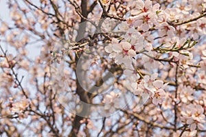 Almond tree springtime flowers blooming photo