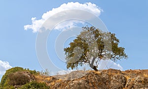 Almond tree on top of a hill with the sky in the background.
