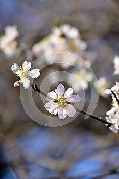 An almond tree white blooms.