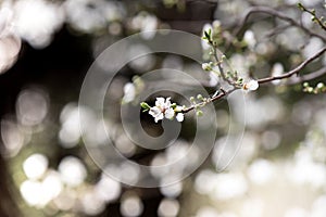 An almond tree white blooms.