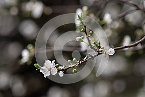 An almond tree white blooms.