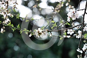 An almond tree white blooms.