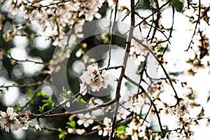 An almond tree white blooms.