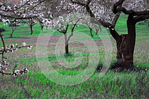 Almond tree in white flowers and green landscape