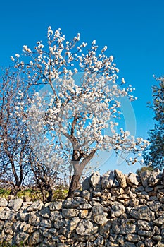 Almond tree with white flowers in spring