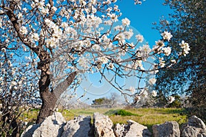 Almond tree with white flowers in spring