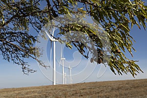 Almond tree and wind turbines, Aragon, Spain