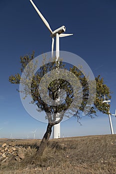 Almond tree and wind turbines, Aragon, Spain