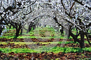 Almendras árboles 